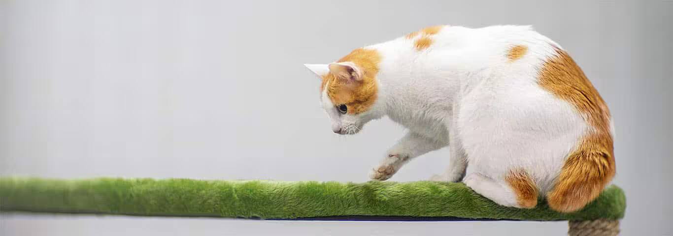 Foto einer japanischen Bobtail-Katze