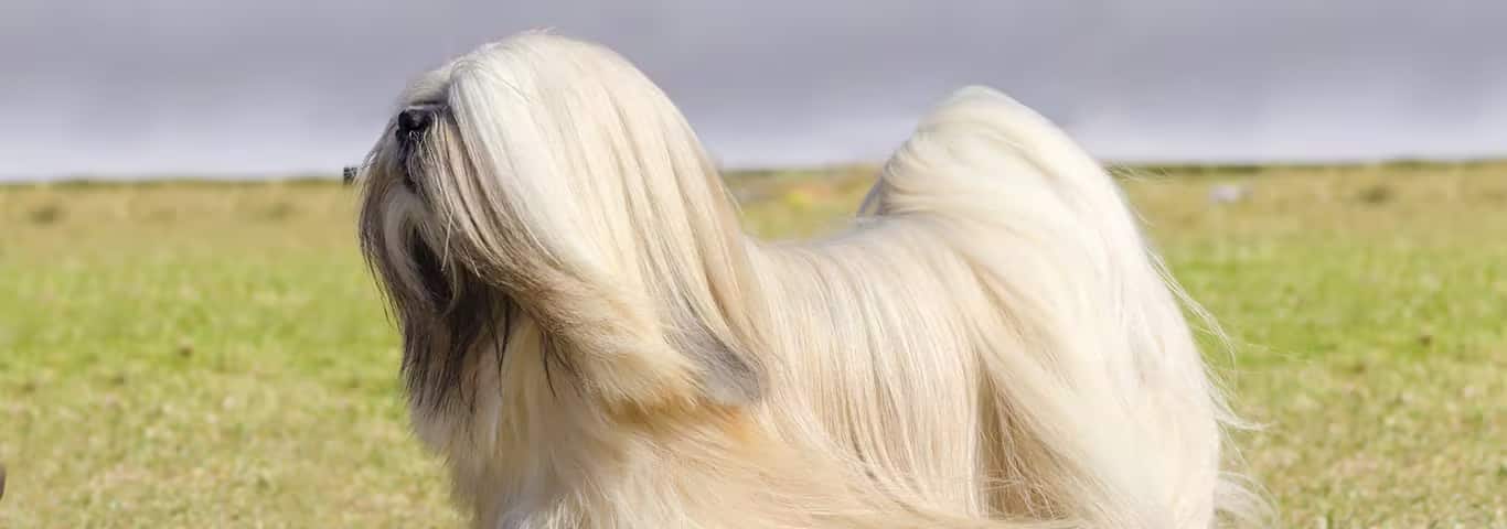Foto eines Lhasa Apso-Hundes