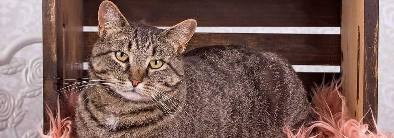Foto einer Manx-Katze