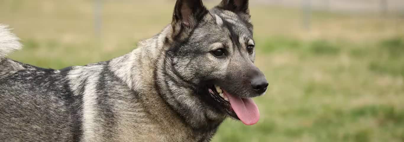 Foto eines Norwegischen Elchhundes