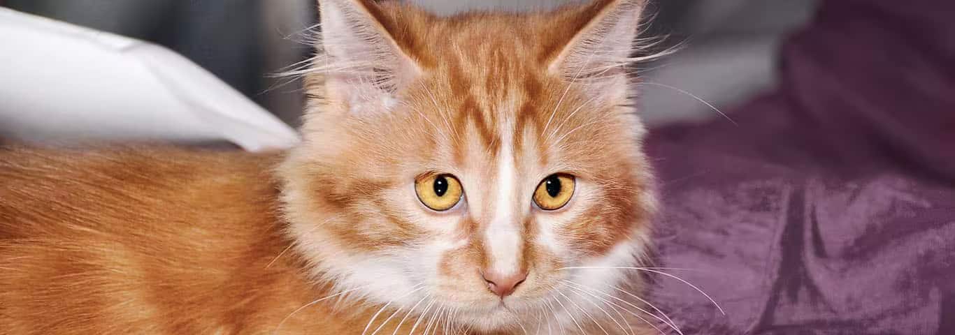Foto einer Cymric-Katze