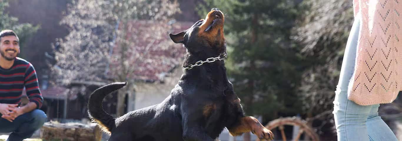 Foto eines Rottweiler-Hundes