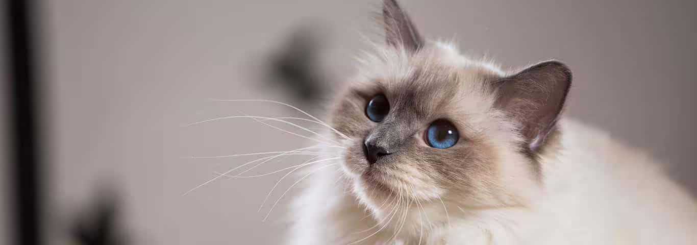 Foto einer Birma-Katze