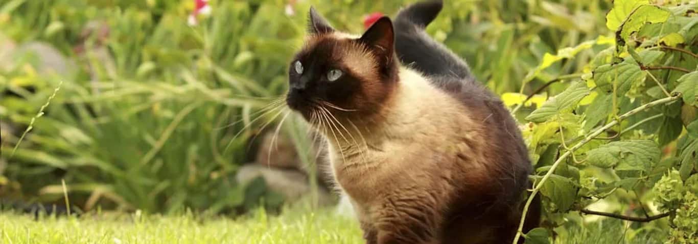 Foto einer Siamkatze