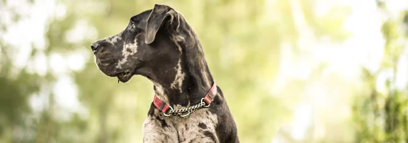 Foto einer Deutschen Dogge