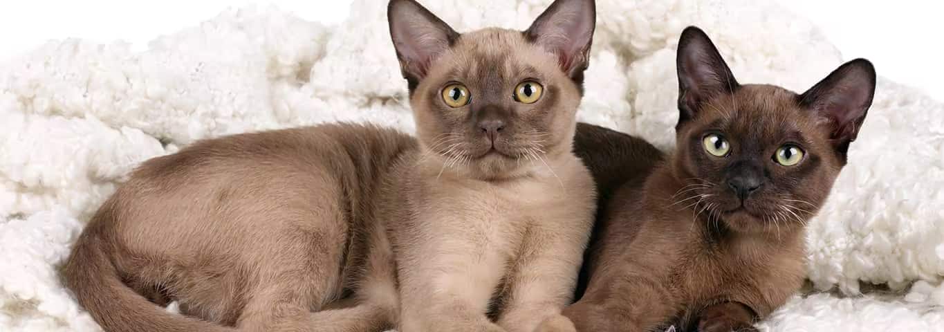 Foto einer Burma-Katze