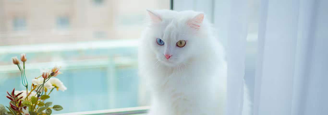Foto einer Türkisch Angora Katze