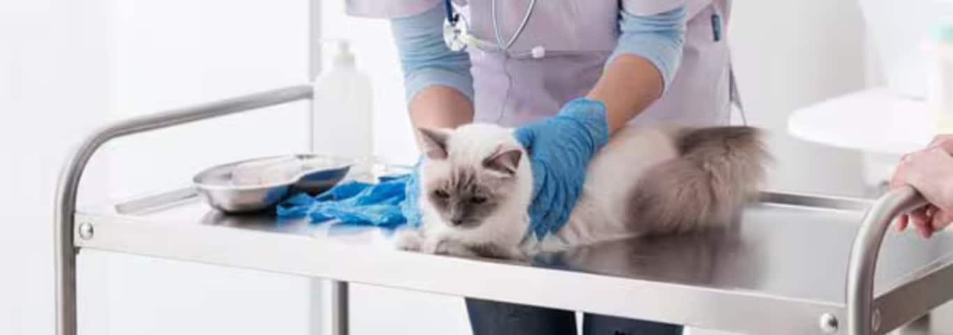 Foto einer Ragdoll-Katze