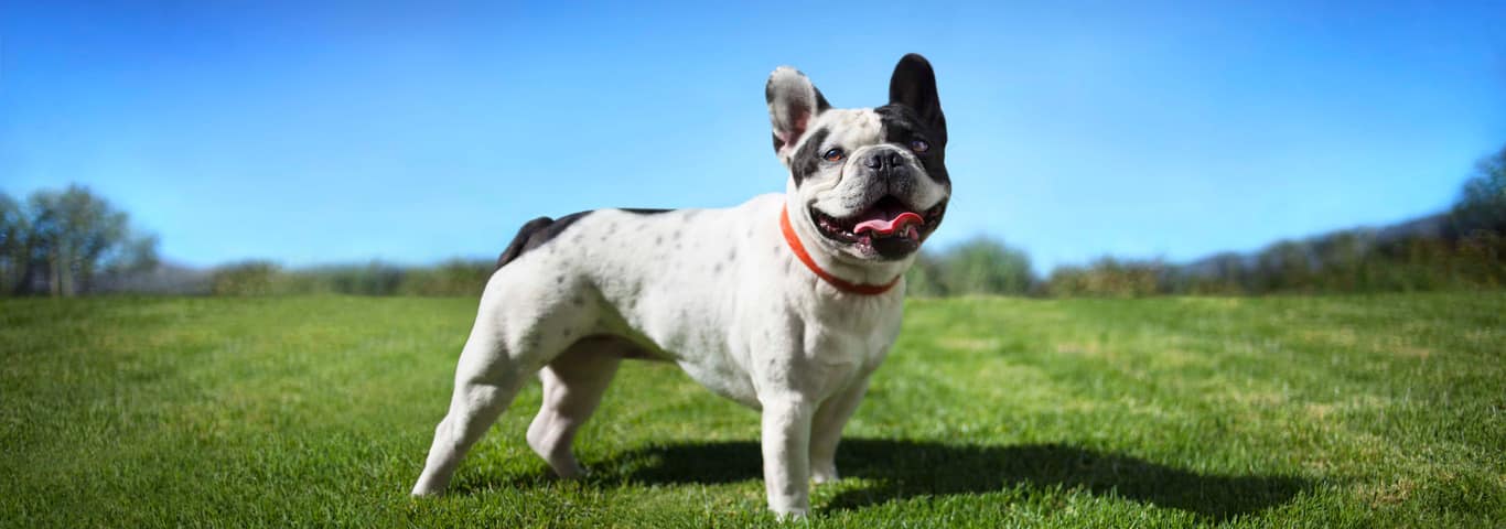 Foto einer französischen Bulldogge