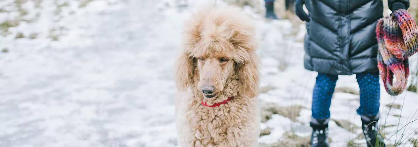 Foto eines Pudelhundes