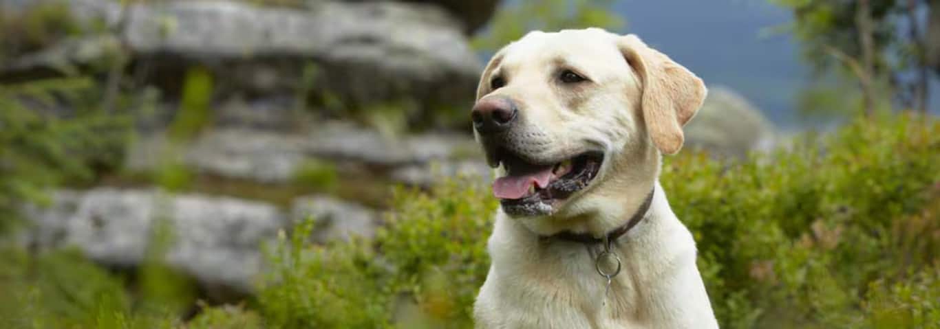Foto eines Labrador Retriever-Hundes