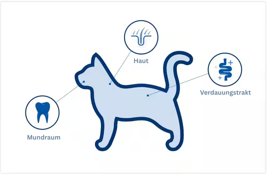 Position der Mikrobiome bei der Katze