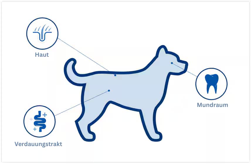 Position der Mikrobiome beim Hund