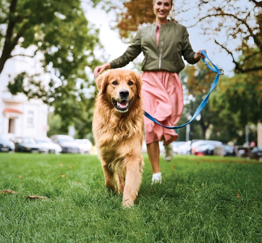 Golden Retriever an der Leine spaziert mit Besitzerin