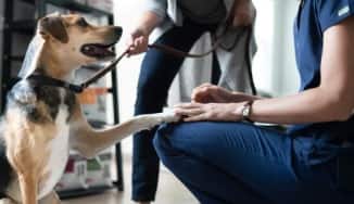 Glücklicher Hund legt Pfote auf Bein einer Tierarzthelferin