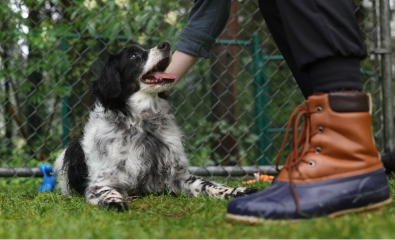 zufriedener kleiner Hund wird im Garten gestreichelt