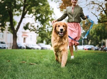 Golden Retriever an der Leine spaziert mit Besitzerin