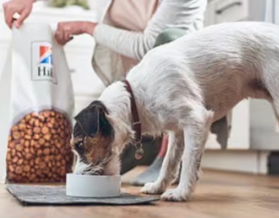 Hund frisst Hill’s Hundefutter]