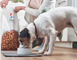 Hund frisst Hill’s Hundefutter]