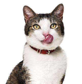 Katze leckt Mund