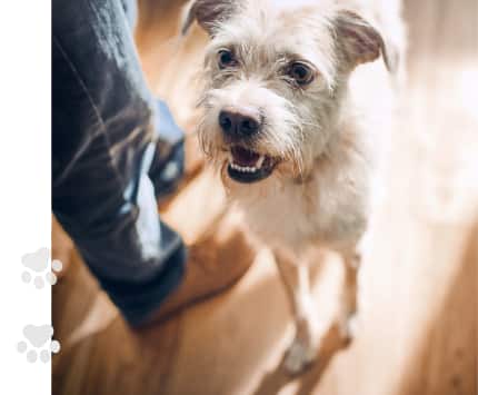 ein Hund beim Fressen