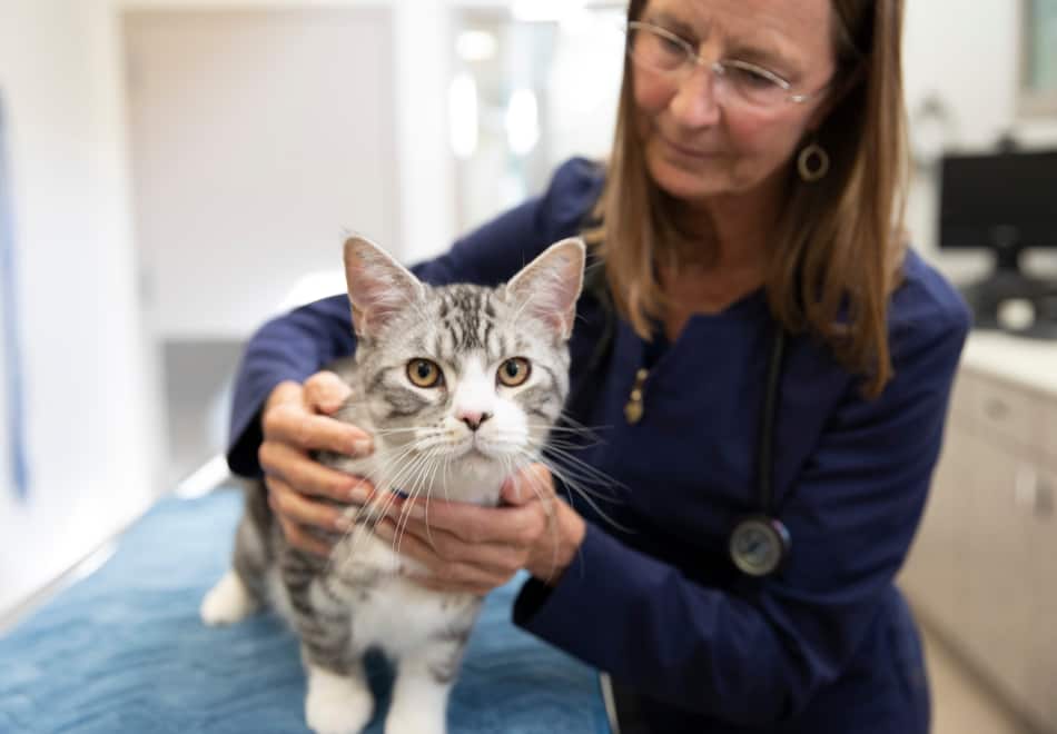 Katze beim Tierarzt