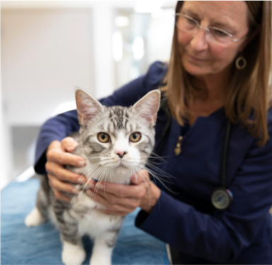 Katze beim Tierarzt