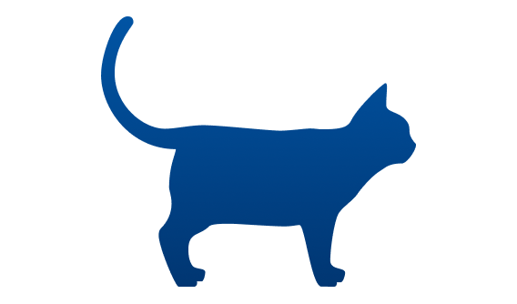 Dickliche Katze