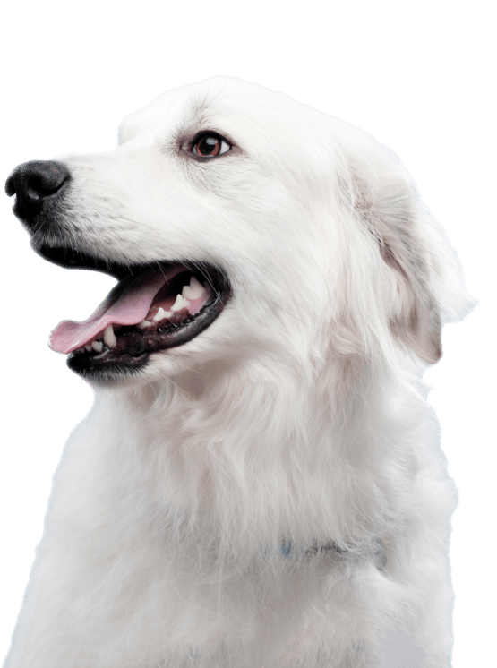 Weißer Hund
