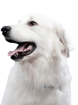 Weißer Hund