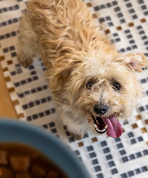 kleiner weißer Hund schaut zum Futternapf auf
