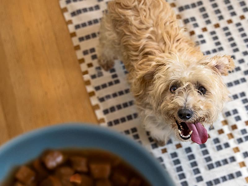 kleiner weißer Hund schaut zum Futternapf auf
