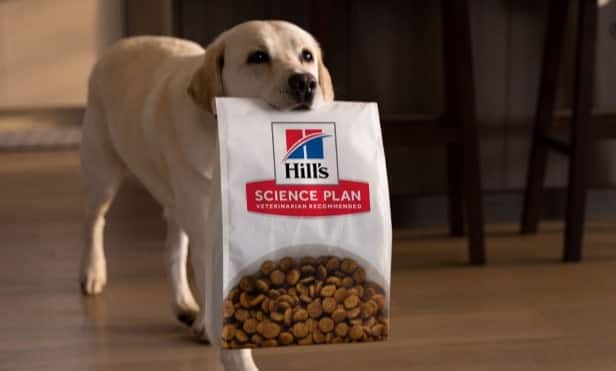 Ein Hund trägt eine Hill's Tierfuttertüte.