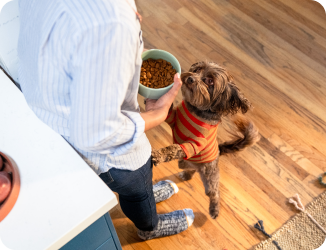 Ein Hund in einem orangefarbenen Pullover lehnt sich auf den Hinterbeinen stehend gegen seinen Besitzer, der eine Schüssel mit Hundefutter in der Hand hält