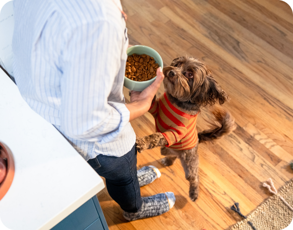 Ein Hund in einem orangefarbenen Pullover lehnt sich auf den Hinterbeinen stehend gegen seinen Besitzer, der eine Schüssel mit Hundefutter in der Hand hält